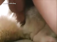 Gay Beast Com Fem Malamute - Animal Dude- Animal Porn With Boy