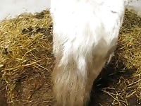 GayBeast.com Fingered Mare Gay Zoo Porn Petlust Men Fuck Animals- Dude Fucks Animal