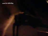 Gay Beast Com German Shepard Gives Head Like A Pro - Man Fucks Animal- boy Fucks Pet