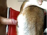 GayBeast Rip Gsd Bitch Getting It Nice In Her Tight Pussy Gay Zoo Porn Petlust Men Fuck Animals- Beastiality Sex Video With Dude