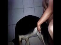 Gay Beast Com Gsd Gives Blowjob And Gets Fucked Gay Zoo Porn Petlust Men Fuck Animals- Men Fucks Pet