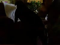 Gay Beast Com Guy Fucking His Female Rott