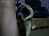 GayBeast Guy Fucks Female Dog
