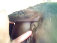 GayBeast Rip I Fucked A Horse Named Maurice Gay Zoo Porn Petlust Men Fuck Animals- boy Fucks Pet