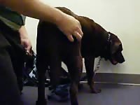 GayBeast Madie We Make Love 001 Gay Zoo Porn Petlust Men Fuck Animals- Beastiality Men