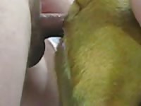GayBeast Man And Boxer Bitch Gay Zoo Porn Petlust Men Fuck Animals- Man Fucks Pet