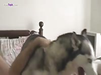 Gay Beast Com Man Banged Husky