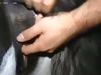 GayBeast Man Fuck Cow 2