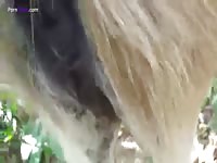 GayBeast Man Fuck Donkey Part 1