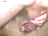 GayBeast.com Man Fucking Pussy Dog