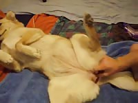 Gay Beast Com Man Fucks Dog With Red Dilldo Gay Zoo Porn Petlust Men Fuck Animals- Animal Dude