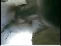 GayBeast Man With Goat 2 Gay Zoo Porn Petlust Men Fuck Animals- Zoophilia Sex With Dude