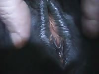 GayBeast.com Mare Fun 3 Gay Zoo Porn Petlust Men Fuck Animals- Zoophilia Man