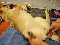 GayBeast Men And Animals 1310 With Toy Pt 1 - Bestiality Boy