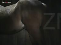 GayBeast Rip Men And Animals 2104 1795s Man - Man Fucks Animal