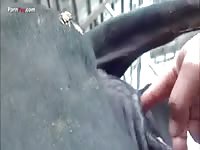 GayBeast Men And Animals 610cowfis - boy Fucks Animal