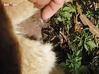 Gay Beast Com Men And Animals Alpaca1 - Dude Fucks Pet