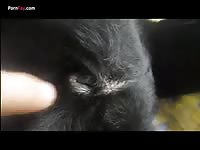 Gay Beast Com Men And Animals Aluzky Fingering A 1310 - Bestiality Man