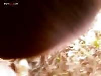 GayBeast Men And Animals Beautiful Mare - Zoophilia Sex Tube With Men