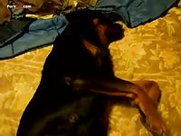 Gay Beast Com Men And Animals Cadelinha - Zoophilia Dude
