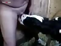 GayBeast Men And Animals Calf 3115 Daddy 1504 - Man Fucks Animal