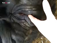 GayBeast.com Men And Animals Cow Pee And Fist - Bestiality Man