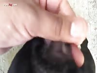 GayBeast Rip Men And Animals Dog 2795 In Heat 1 - Men Fucks Pet