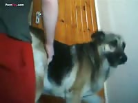GayBeast Men And Animals Dog Femele Funk - Man Fucks Pet