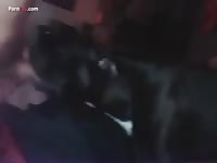 GayBeast Men And Animals Doggy 1621 - Bestiality Boy