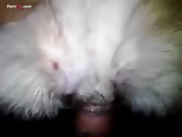 GayBeast Men And Animals Enjoying A Beautiful 2795 02 - Dude Fucks Pet