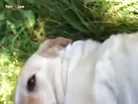 GayBeast Rip Men And Animals Female Lab Fingering - Bestiality Man