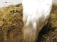 GayBeast.com Men And Animals Fingered Mare - Beastiality Porn Tube With Men