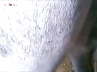 GayBeast.com Men And Animals Grey Mare 1883 - Animal Porn Video With Men