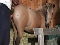 Gay Beast Com Men And Animals Guy 1795s Super Hot Mare - Man Fucks Animal