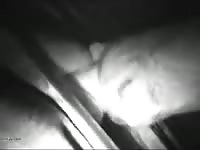 1 More Late Night Visit With A Calf GayBeast Rip - Dude Fucks Pet