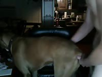18yo With His Dog Cums Inside GayBeast - Animal Men