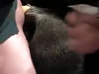 2 Guys 1 Mare GayBeast Rip - Dude Fucks Pet
