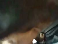 2 Men With Bitch Gay Beast Com - Dude Fucks Pet
