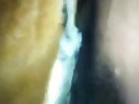 4 Thai Guys And One Dog Bitch GayBeast - Man Fucks Pet