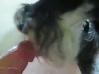 A Good Butt Licking Gay Beast Com - Beastiality Porn Video With Man