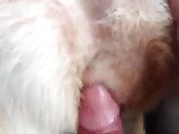 A Guy Fucking A Stray Dog Gay Beast Com - Dude Fucks Pet
