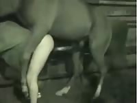 A Man With A Big Dick Fuck Horse GayBeast - Bestiality Sex Movie With Dude
