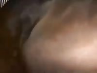 A Nice Horse Cream Pie GayBeast Rip - Zoophilia Sex Video With Man