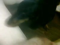 A Snack For Fido GayBeast - Bestiality Men