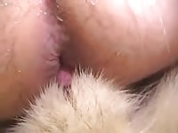 Akita Doing Missionary GayBeast - Beastiality Dude