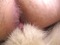 Akita Knot 2 Gay Zoo Porn Petlust- Animal Dude