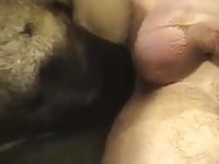 Akita Knot Pullout GayBeast - Animal Boy