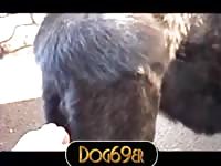 Akita Takes The Werewolf 1 Gay Beast Com - Man Fucks Pet