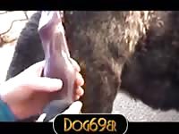 Akita Wolf Dildo Anal GayBeast Rip - boy Fucks Animal