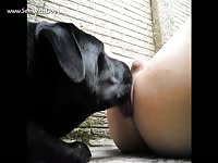 Aluzky Getting Rimmed 02 Aluzky Home Made Videos Dog Lover German Shepherd- Zoophilia Sex Tube With Men